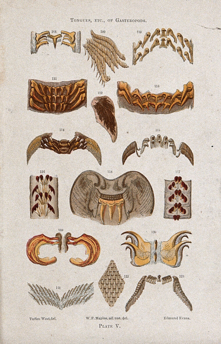 Tongues And Other Microscopic Parts Of Snails. Colour Wood Engraving By E. Evans After T. West After W. F. Maples